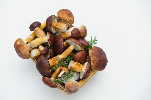 Different fresh wild mushrooms in wicker bowl on gray background. Autumn Cep Mushrooms. Concept organic food mushroom. Close-up