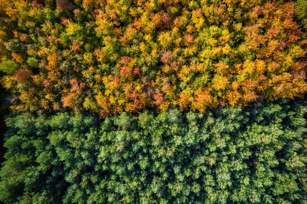 istock Autumn foliage in forest, top down drone view 1434795299