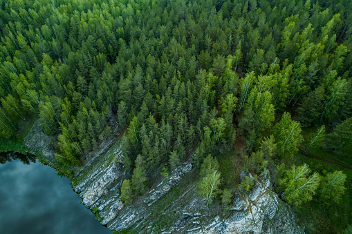 forest landscape view from a drone to the forest. rocky coast and trees in the forest