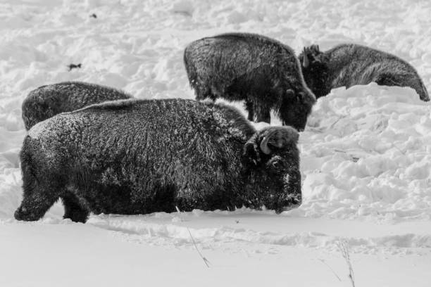 istock Bison of Yellowstone 1434796768