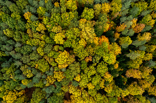Aerial top down view of a colorful forest foliage at atumn, drone view, natural seasonal background.