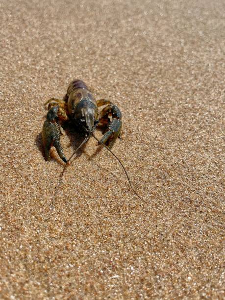 istock Vertical high-angle view of a crayfish on the sand on a sunny day 1434797649