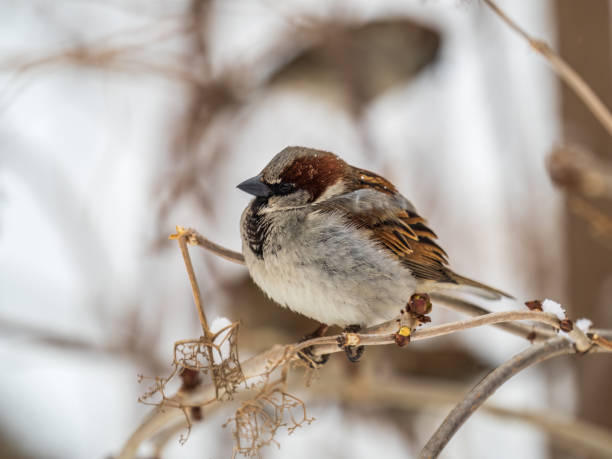 istock Sparrow sits on a branch without leaves. 1434797735