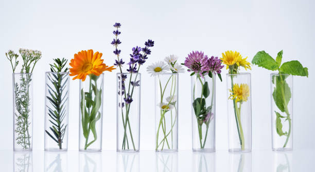 istock Test tubes with herbs on white background. Herbal medicine concept. 1434798850