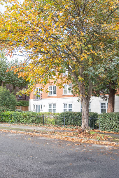 istock Tree with yellow leaves in a street 1434799566