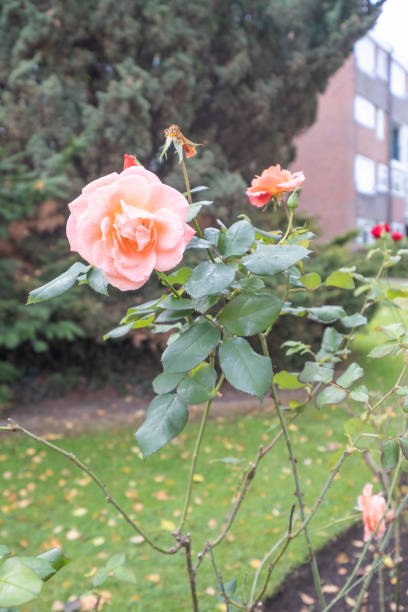 istock Rose flower growing in the garden 1434799795
