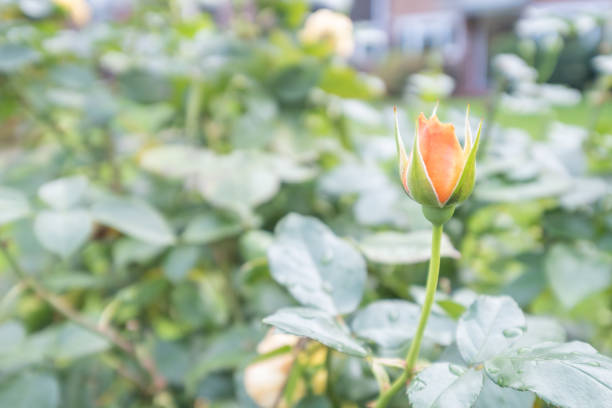 Rose growing in the garden