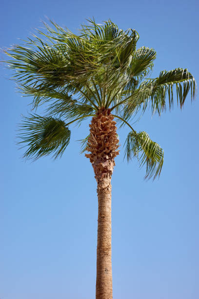 istock Doum palm tree on a windy day against the blue sky. 1434800227