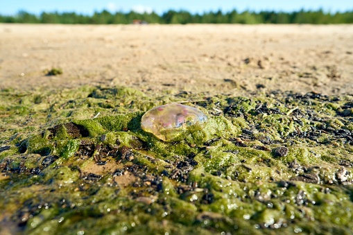 A dead moon jellyfish (Aurelia aurita) on the beach of the Baltic Sea