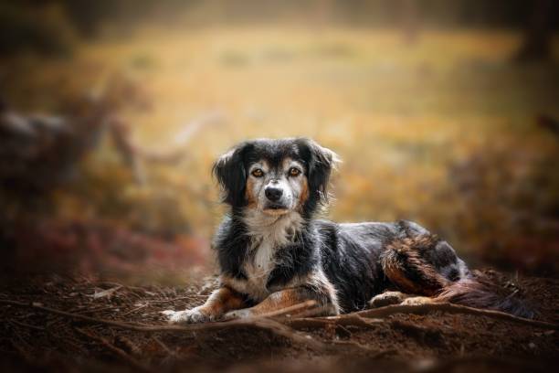 istock Miniature American Shepherd lying on dry grass. 1434800488
