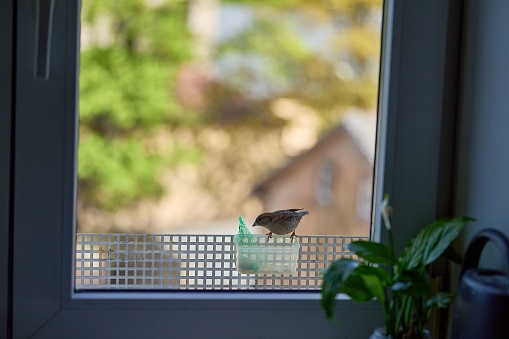 A cute sparrow perched on a bird feeder attached to a window
