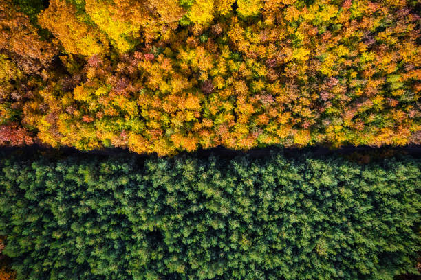 istock Abstract drone view on autumn colorful forest 1434802251