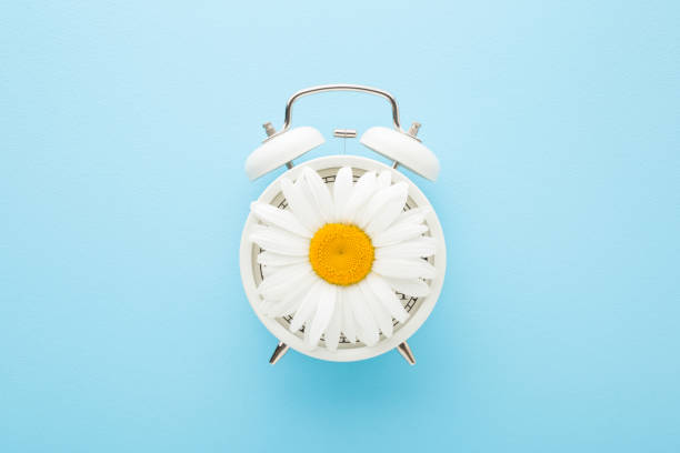 istock Big beautiful daisy flower on white alarm clock on light blue table background. Pastel color. Time concept. Top down view. 1434802400