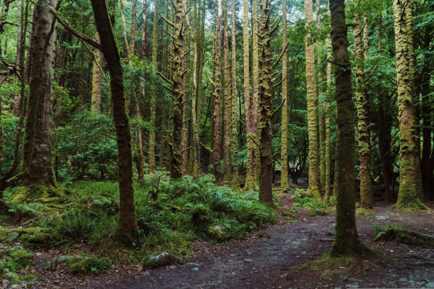 istock Torc Waterfall - Killarney National Park, co Kerry, Irelannd 1434802430