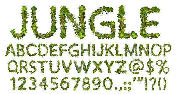Cartoon jungle lianas font, typeface, alphabet Cartoon jungle lianas font, typeface, type alphabet. Vector abc uppercase letters, digits and punctuation signs. English or latin symbols of green palm tree leaves and branches, isolated typeset liana stock illustrations