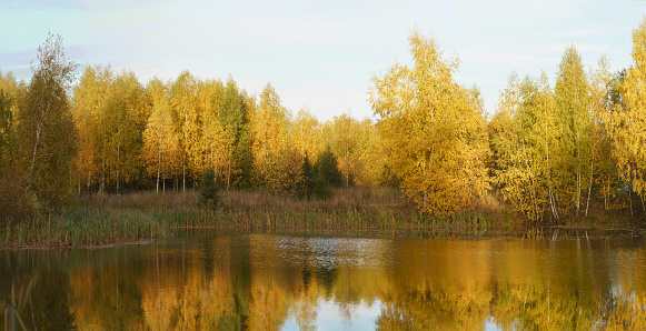 Gold colored autumn landscape in the Russian countryside. Water in the lake is calm. Sun is everywhere in the october. Clear sky. Fresh cold air. Concept of the beauty in nature. Panoramic photography