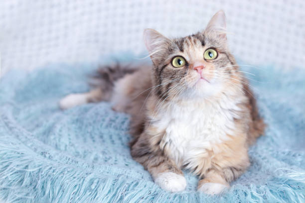 istock Cat rests on a blue blanket. Pets. Cute Cat  looking at the camera. Beautiful Kitten rests. Cat close-up. Kitten with big green eyes. Pet. Without people. Copy space. Animal background. Pet care. 1434804520
