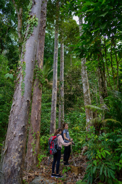 istock Two Asian female hiker with backpack walking in the rainforest. 1434806032