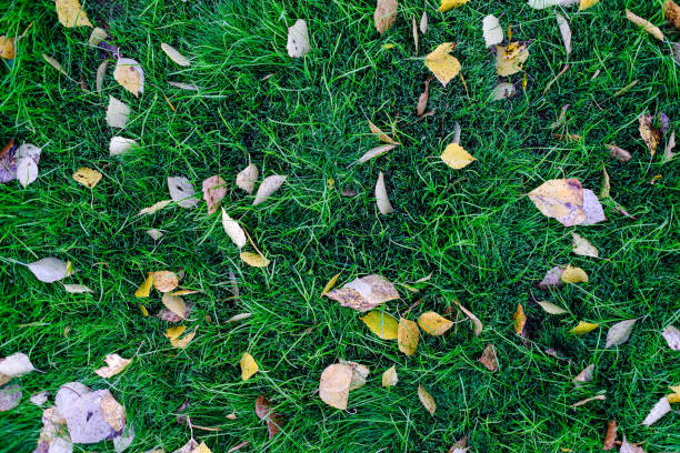 istock Autumn yellow leaves on the lawn 1434806051