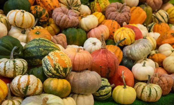 istock Halloween Pumpkins Background 1434806153