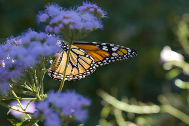 istock monarch butterfly danaus plexippus with blue mistflower 1434806408