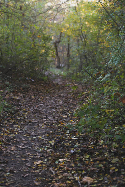 istock Autumn forest road and tree with blurred background. 1434806661