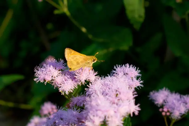 purple and yellow composition of  a small butterfly on fall flowers