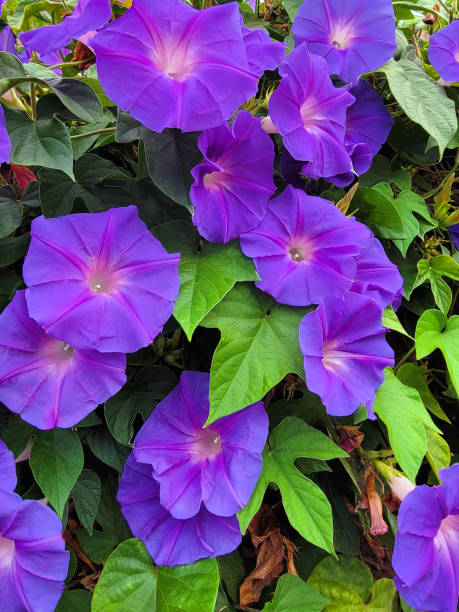 Purple Morning Glory Flowers on the Vine A lush and beautiful vine of purple morning glory flowers with green leaves. ipomoea purpurea stock pictures, royalty-free photos & images