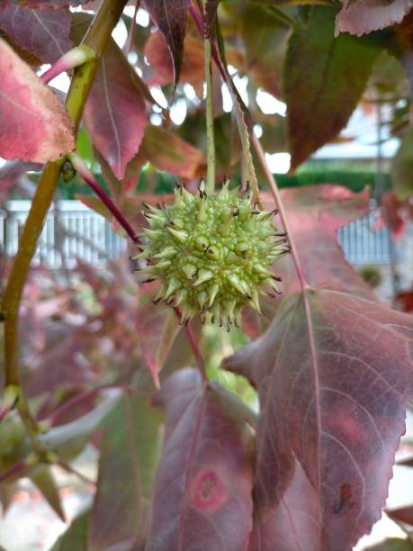 istock Green fruit on the tree Liquidambar styraciflua, American sweetgum. 1434808247