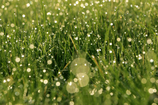Sparkling Morning Dew on Springtime grass stock photo
