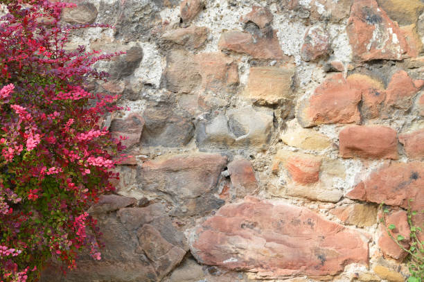 istock Old stone wall and bush with red autumn leaves 1434809907