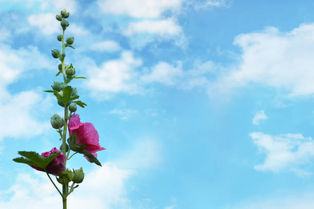 Pink hollyhock against blue sky