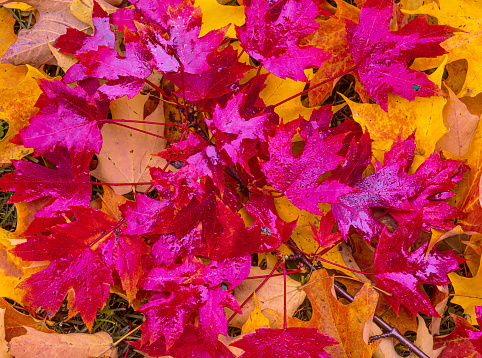 Colorful Autumn leaves wet and fallen but incredibly beautiful symbols of the Fall season.