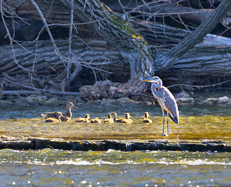 Great blue heron stoically stands watch as mother duck and ducklings swim past.