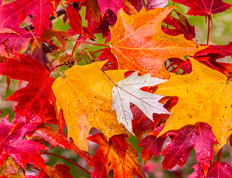 Maple leaves with autumn colors