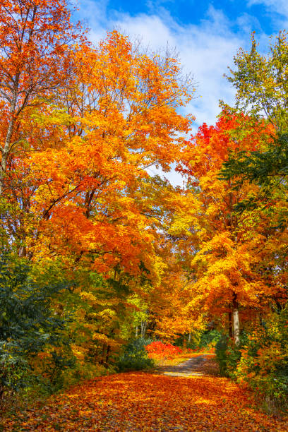 istock Exceptional Autumn landscape with colorful trees lining path 1434810843