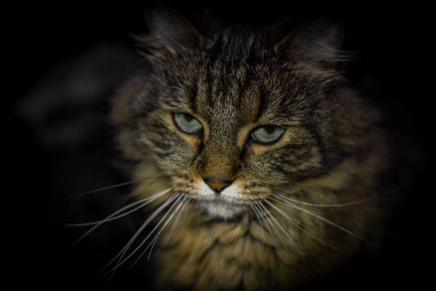 istock Tabby green eyes cat head with dark background interior 1434811433