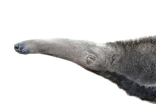 portrait anteater, Myrmecophaga tridactyla, isolated on white background