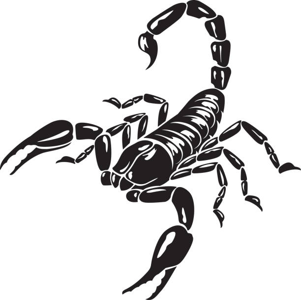 ilustrações, clipart, desenhos animados e ícones de escorpião animal preto e branco vetor - scorpio
