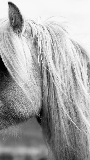 istock Tight crop white scottish horse 1434811612
