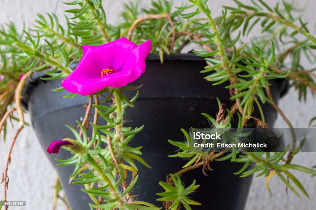 Foto de O Vaso De Flor Roxa Chamado Onze Horas É Uma Planta Da Família  Portulacaceae e mais fotos de stock de Decoração - iStock