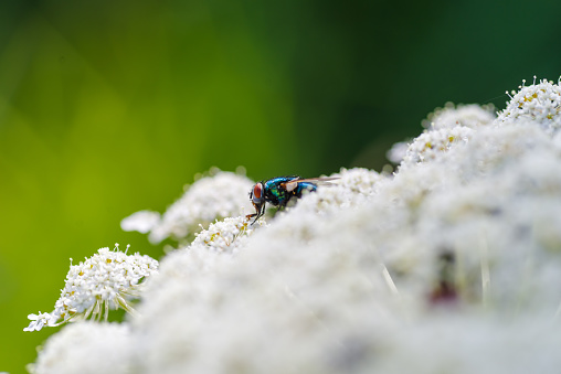 bluebottle fly or calliphora vomitoria on a white flower