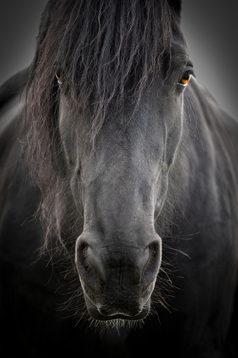 portrait of a black horse with the focus on the amber colored eyes, close up, vertical