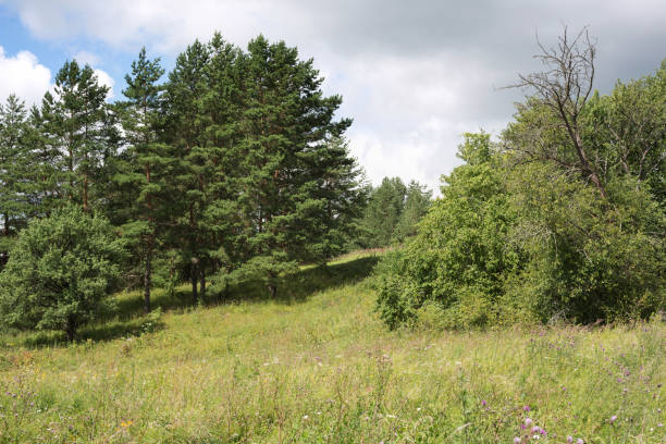 Sunny day, trees, bushes and cloudy sky on the shore of lake Polozerye in Belarus