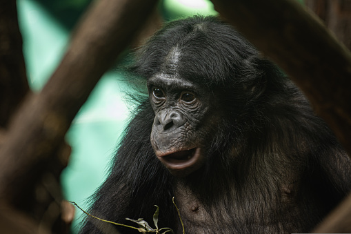 Close-up portrait of a chimpanzee with a funny face. High-quality photo