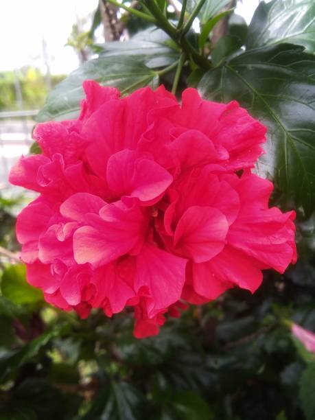 istock Stacked red hibiscus flower is so beautiful and elegant 1434816793