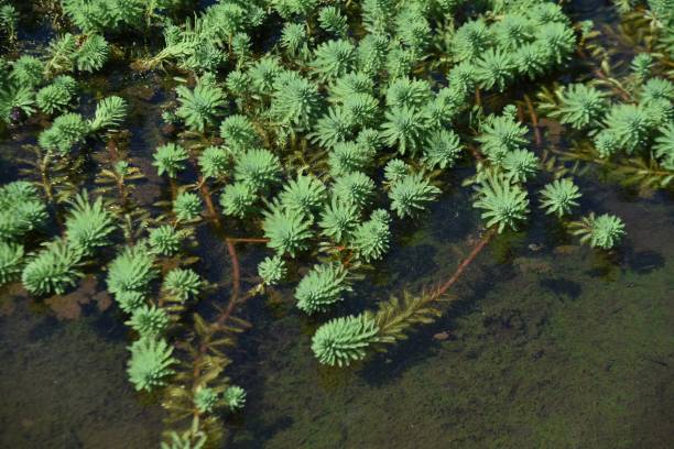 pluma de loro watermilfoil. - myriophyllum aquaticum fotografías e imágenes de stock