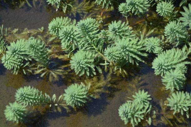 pluma de loro watermilfoil. - myriophyllum aquaticum fotografías e imágenes de stock