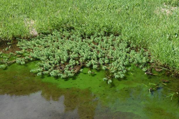 オウムの羽のウォーターミルフォイル。 - myriophyllum aquaticum ストックフォトと画像