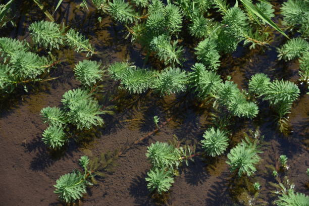 オウムの羽のウォーターミルフォイル。 - myriophyllum aquaticum ストックフォトと画像